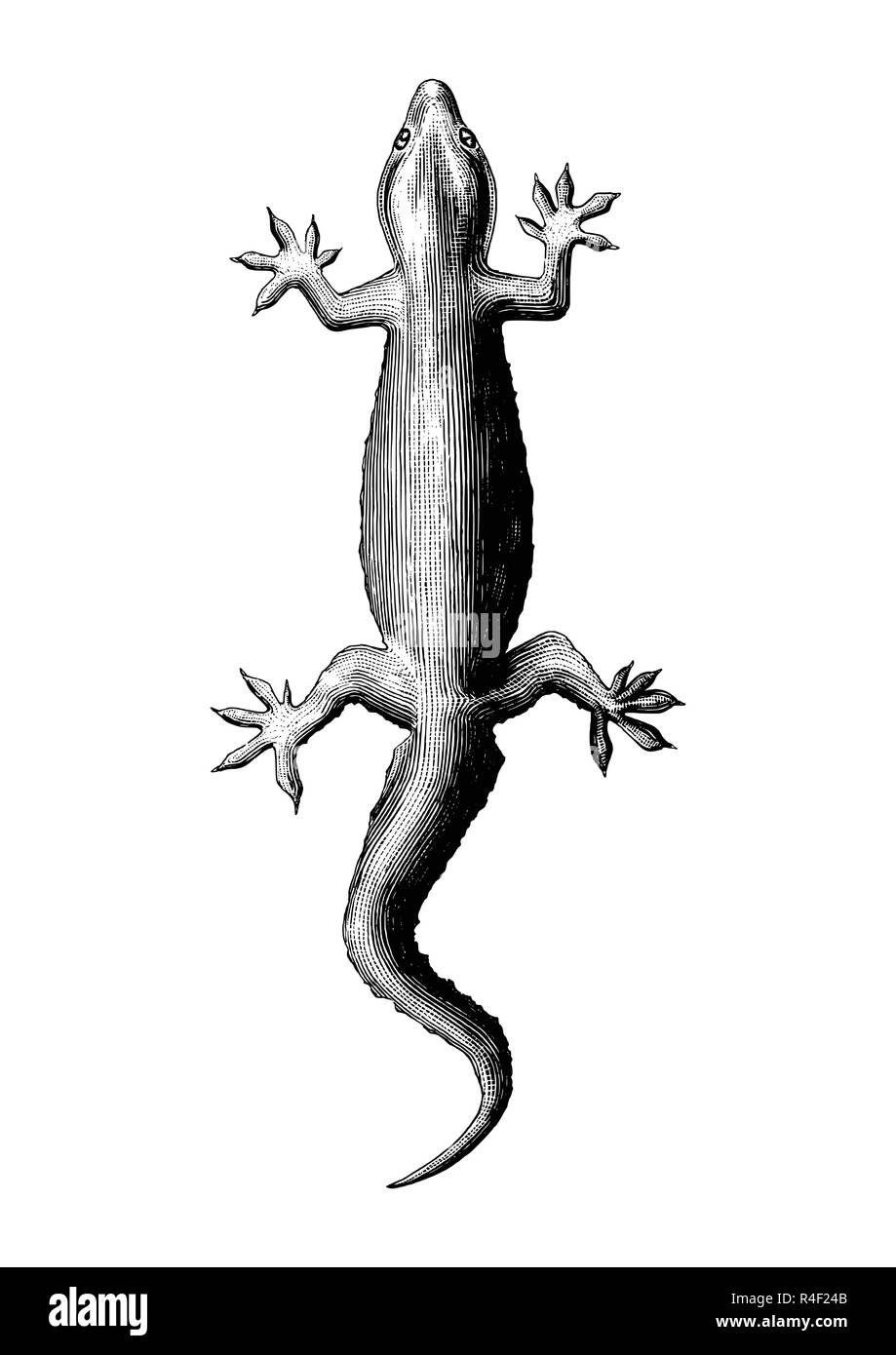 Dessin à la main style vintage Gecko Illustration de Vecteur