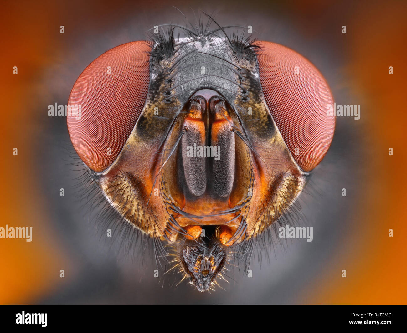Anatomie des insectes Banque de photographies et d’images à haute ...