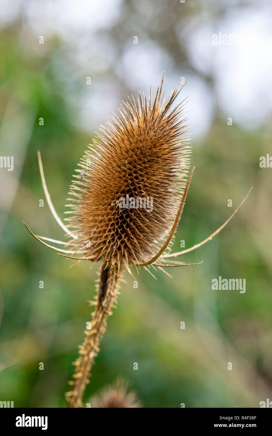 Cardère, Dipsacus fullonum, tête de graines en hiver Banque D'Images