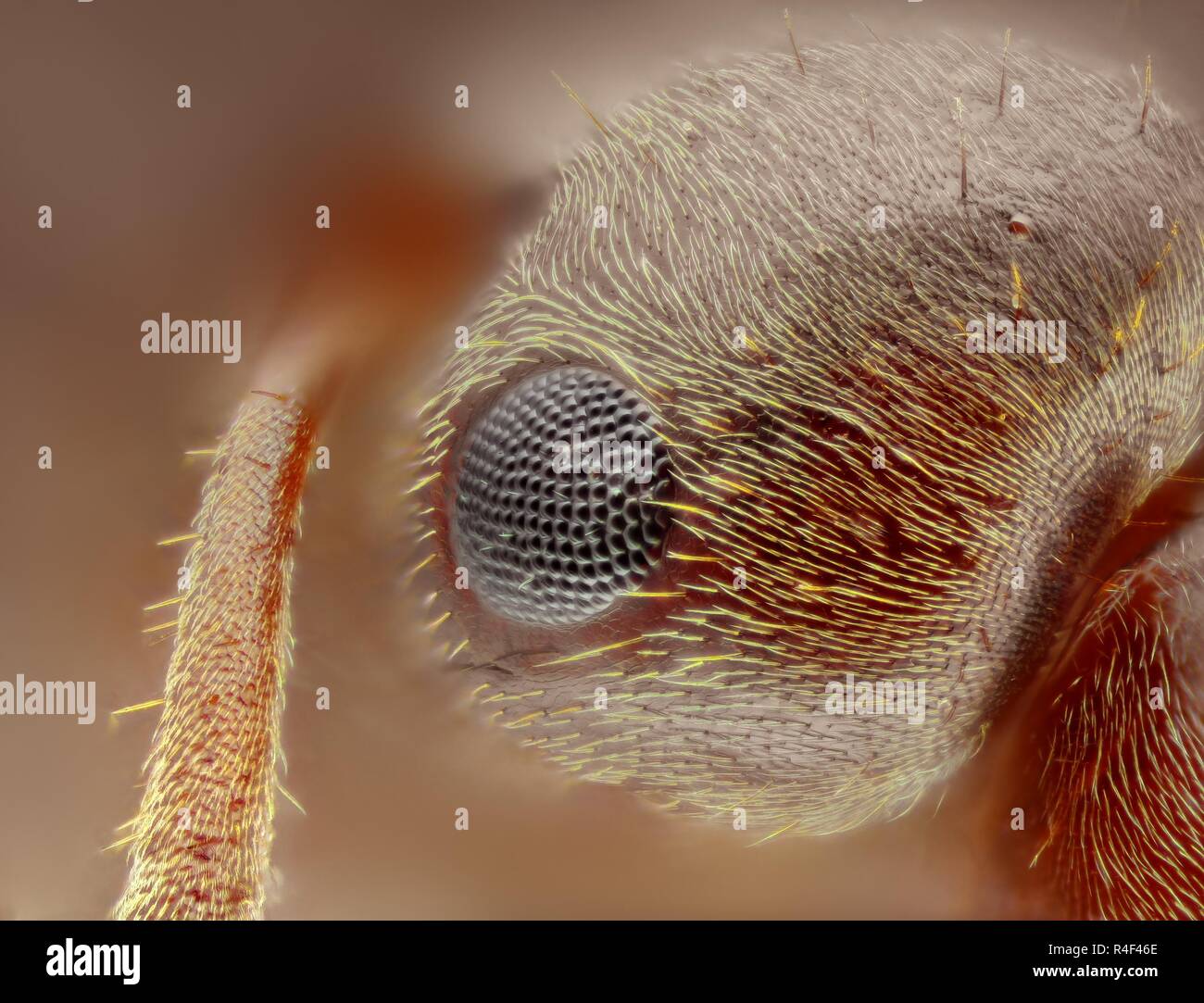 Extrêmement forte et l'étude détaillée d'une fourmi tête prise avec un microscope à partir de plusieurs images empilées dans une très forte photo. Banque D'Images