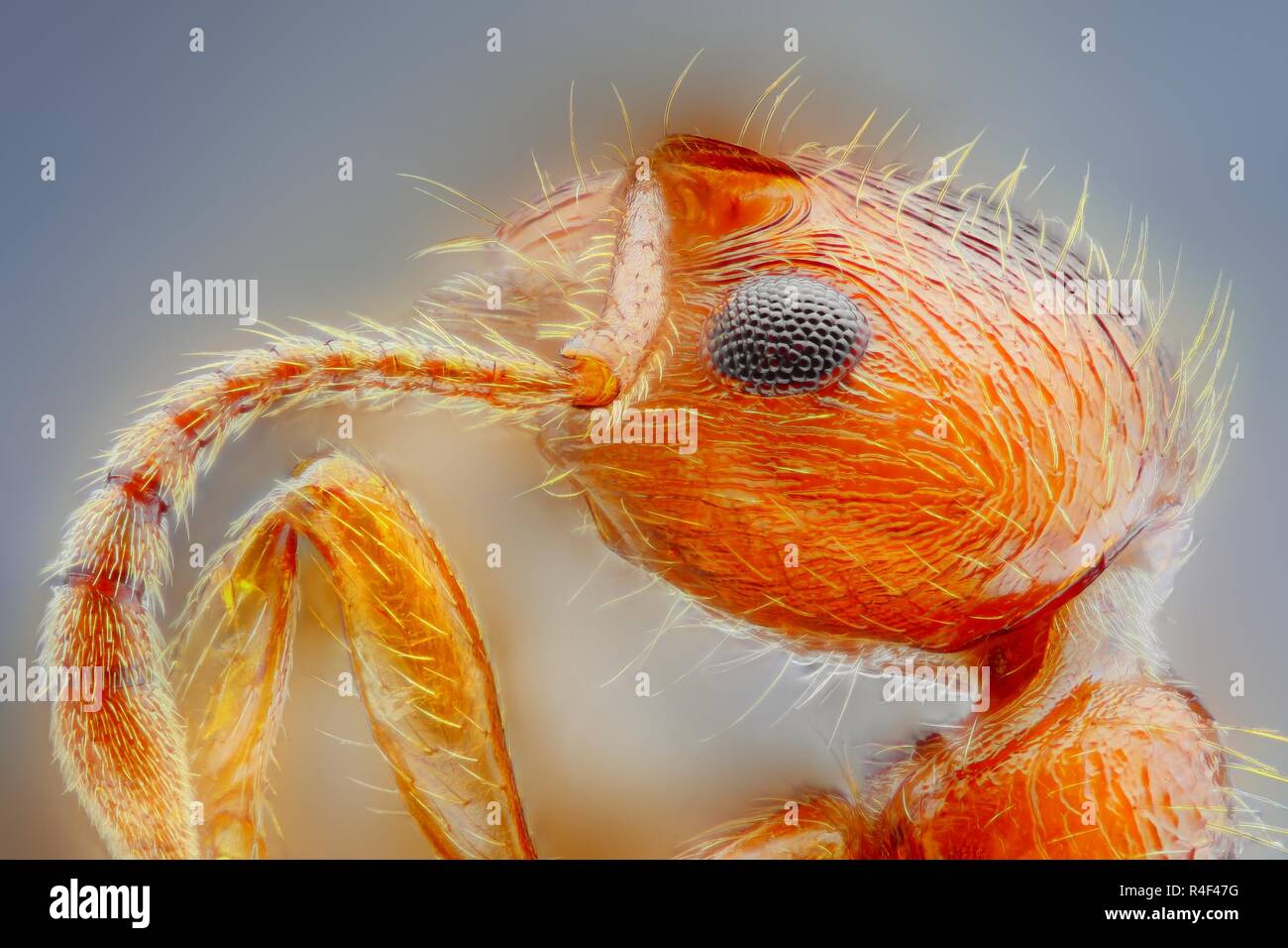Extrêmement forte et l'étude détaillée d'une fourmi tête prise avec un microscope à partir de plusieurs images empilées dans une très forte photo. Banque D'Images