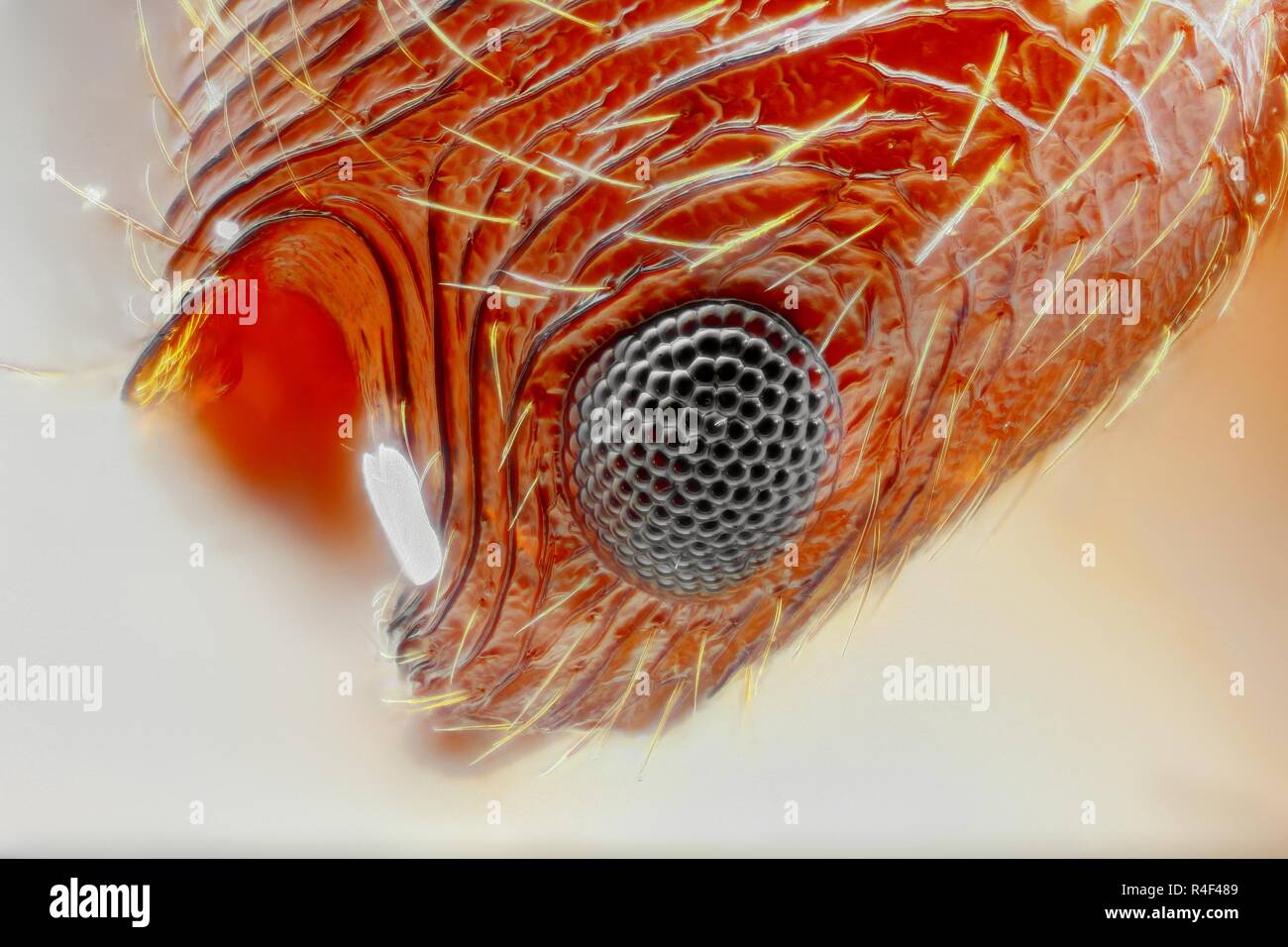 Extrêmement forte et l'étude détaillée d'une fourmi tête prise avec un microscope à partir de plusieurs images empilées dans une très forte photo. Banque D'Images