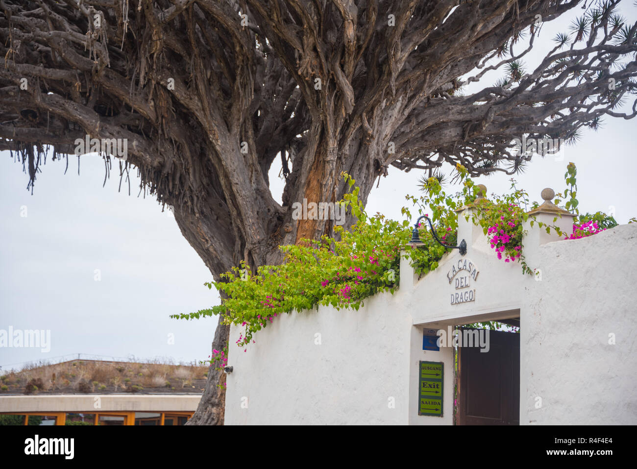 Icod de los Vino's El Drago 1000 ans arbre Dragon Banque D'Images