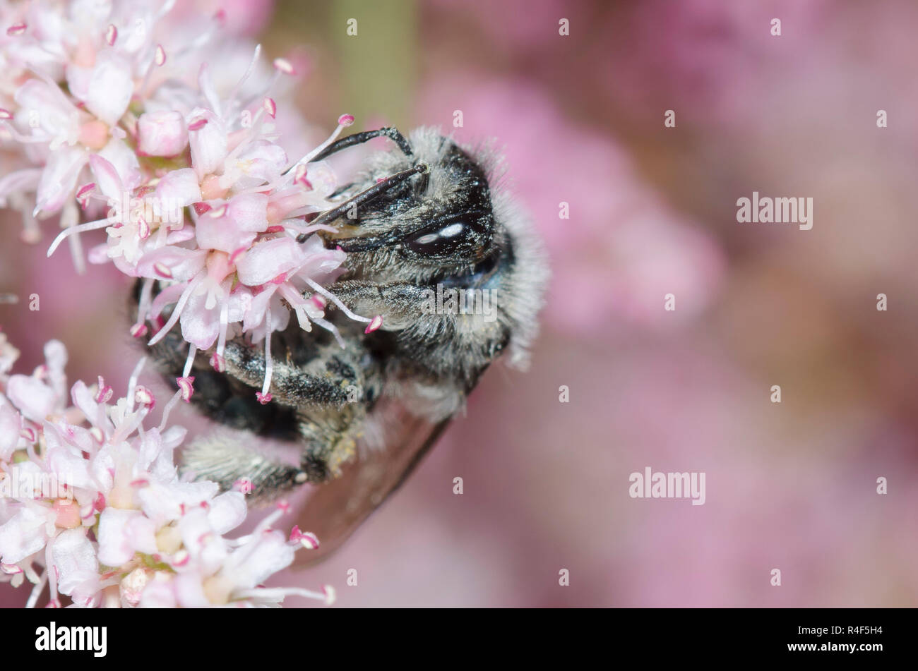 L'exploitation minière, de l'abeille Andrena sp., de nectar Saltcedar, Tamarix ramosissima Banque D'Images
