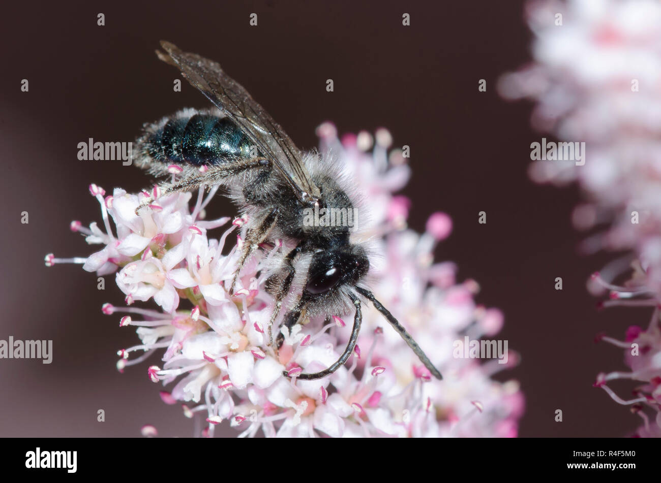 L'exploitation minière, de l'abeille Andrena sp., de nectar Saltcedar, Tamarix ramosissima Banque D'Images