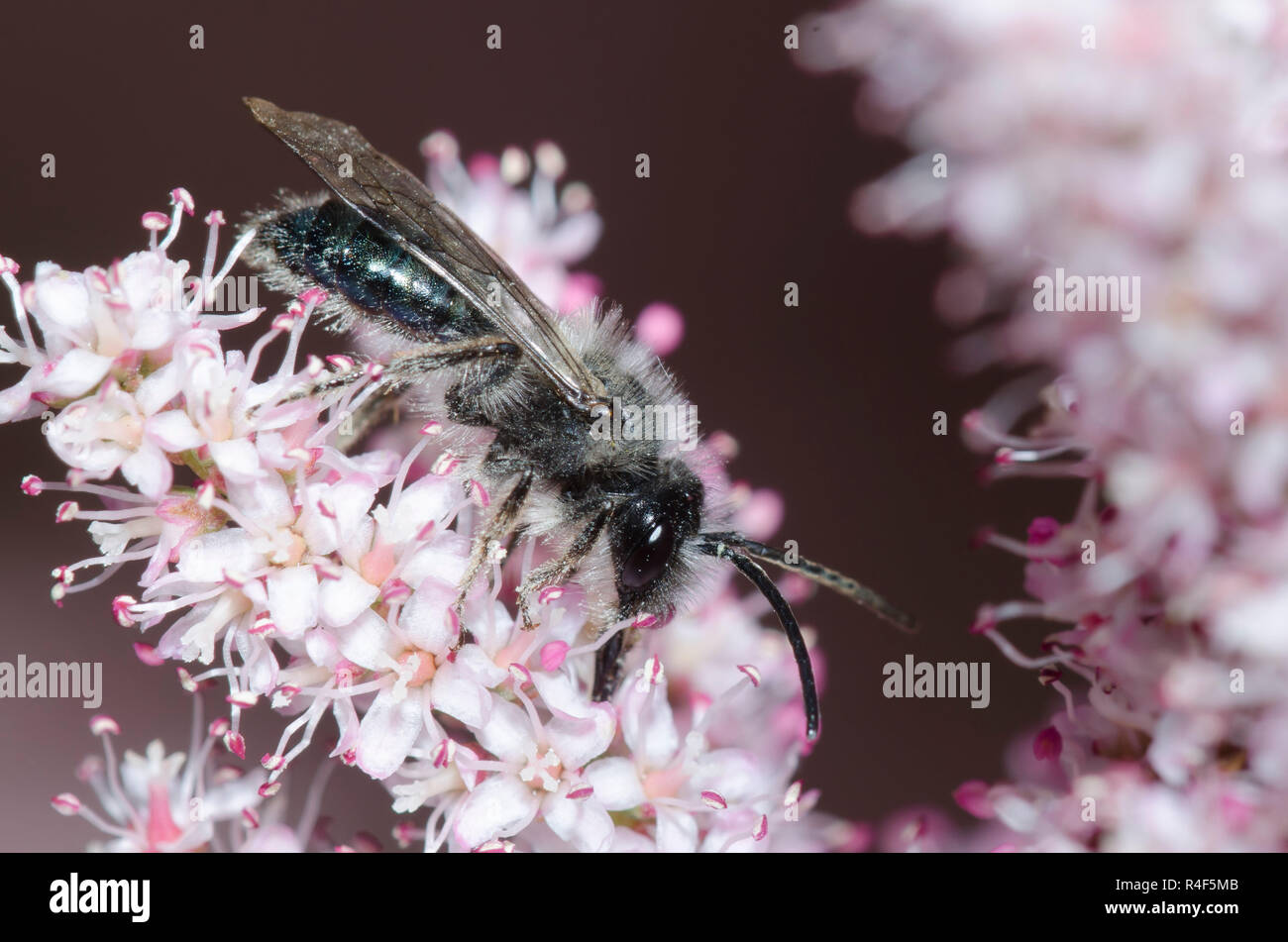 L'exploitation minière, de l'abeille Andrena sp., de nectar Saltcedar, Tamarix ramosissima Banque D'Images