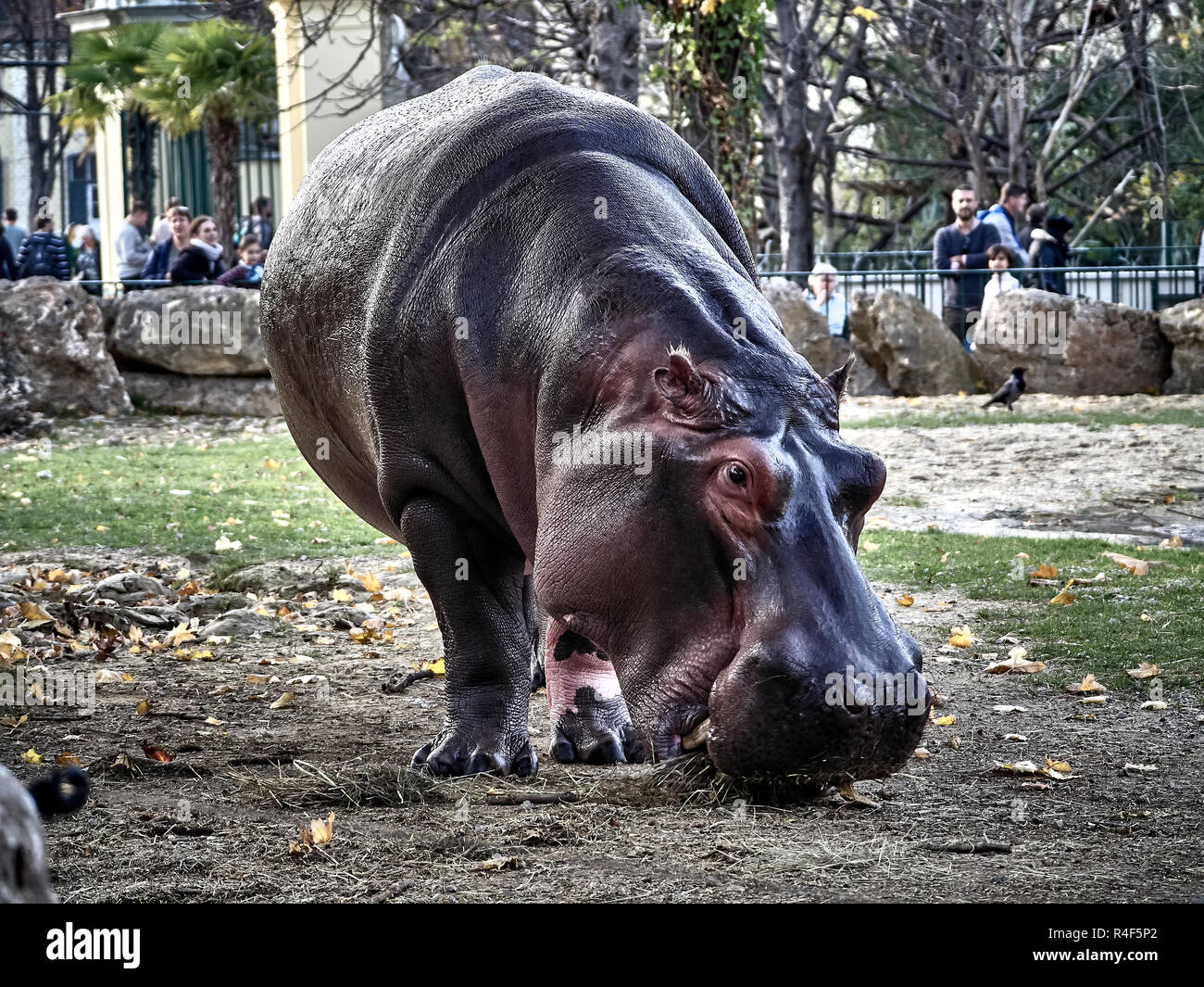 Tiré d'un hippopotame en mangeant du park Banque D'Images