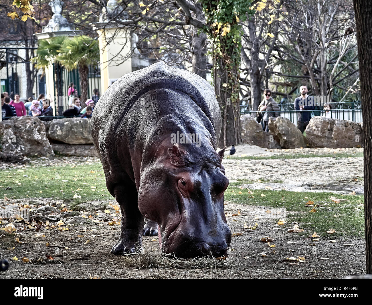 Tiré d'un hippopotame en mangeant du park Banque D'Images