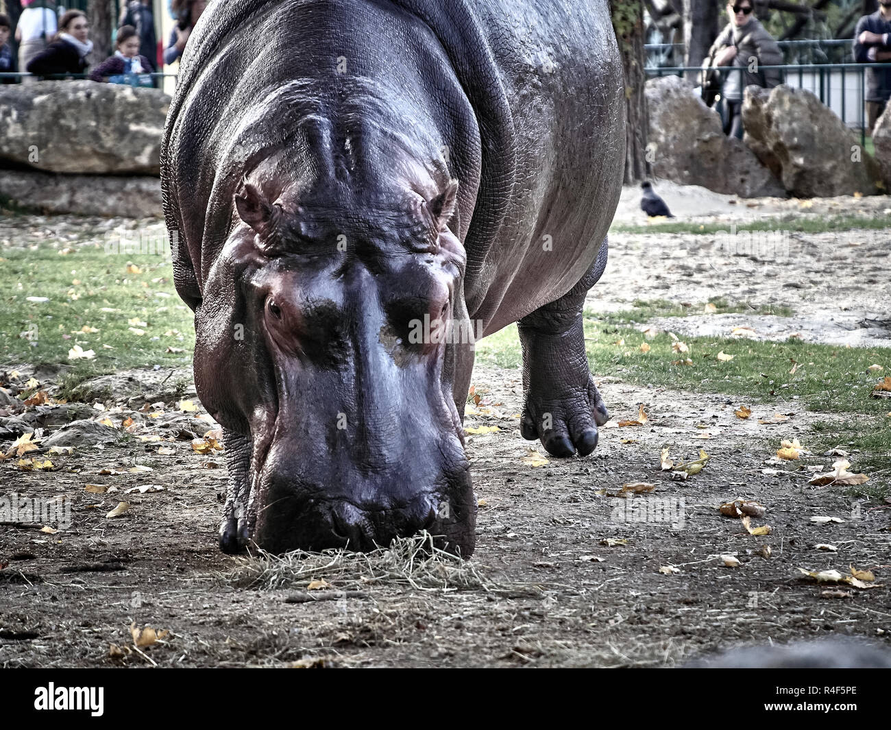 Fat Hippo Banque D Image Et Photos Alamy