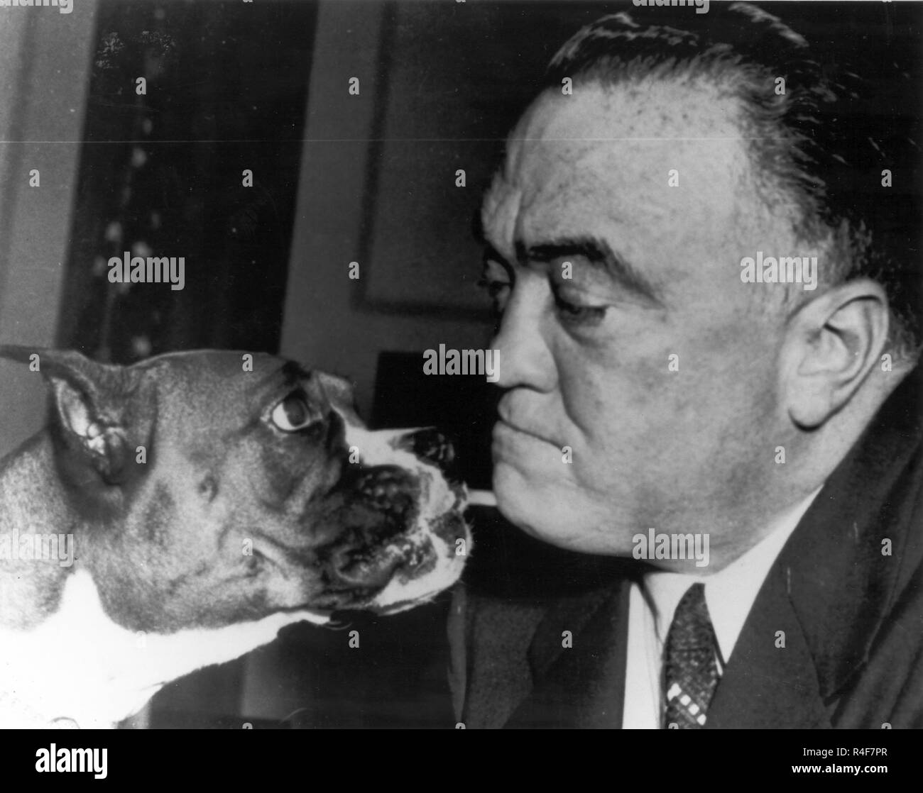Federal Bureau of Investigation - FBI -Directeur J. Edgar Hoover - surnommé le Bulldog - récupère un lèchement d'un boxer bulldog . Banque D'Images