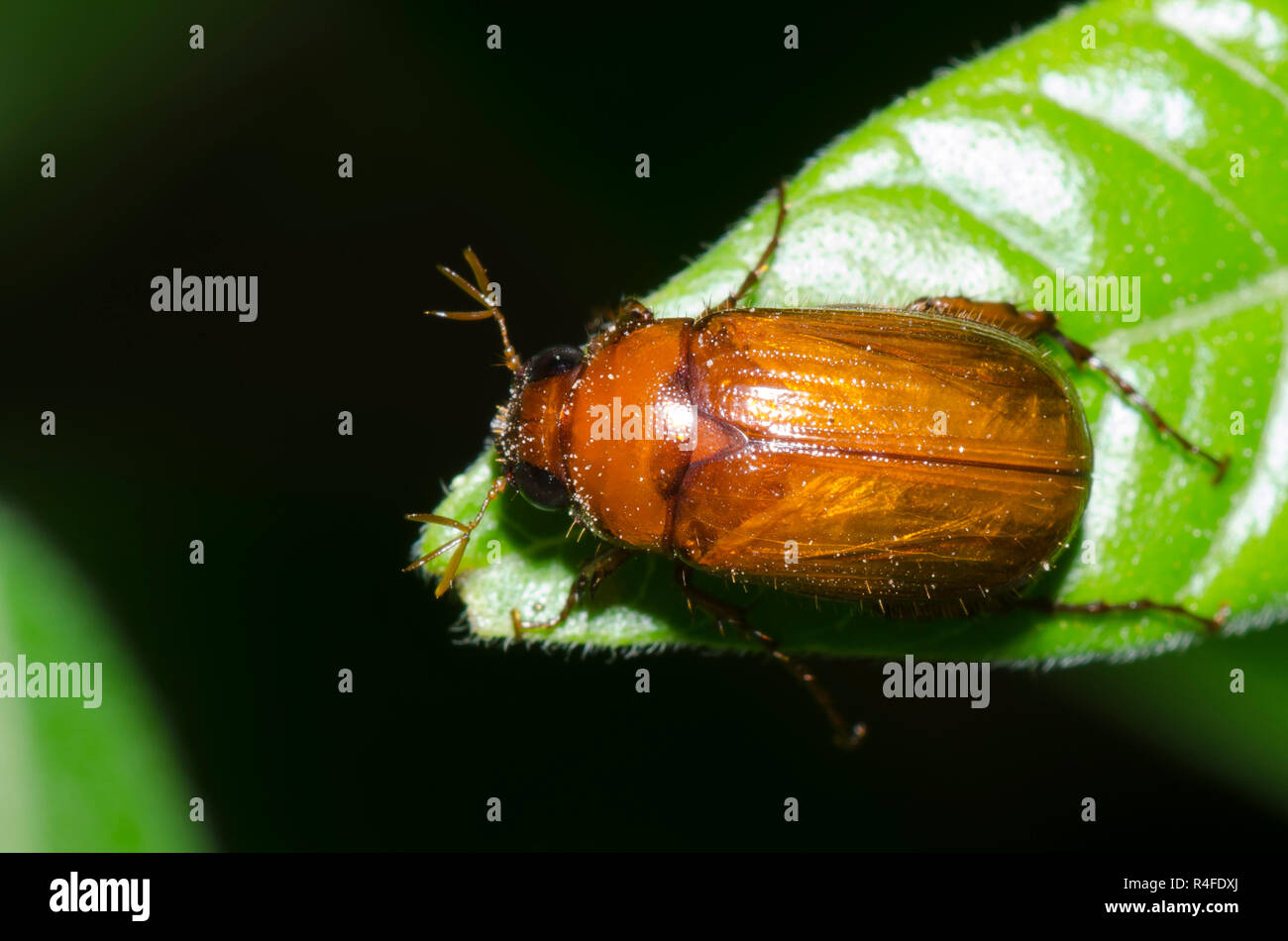 May beetle, Serica sp. Banque D'Images