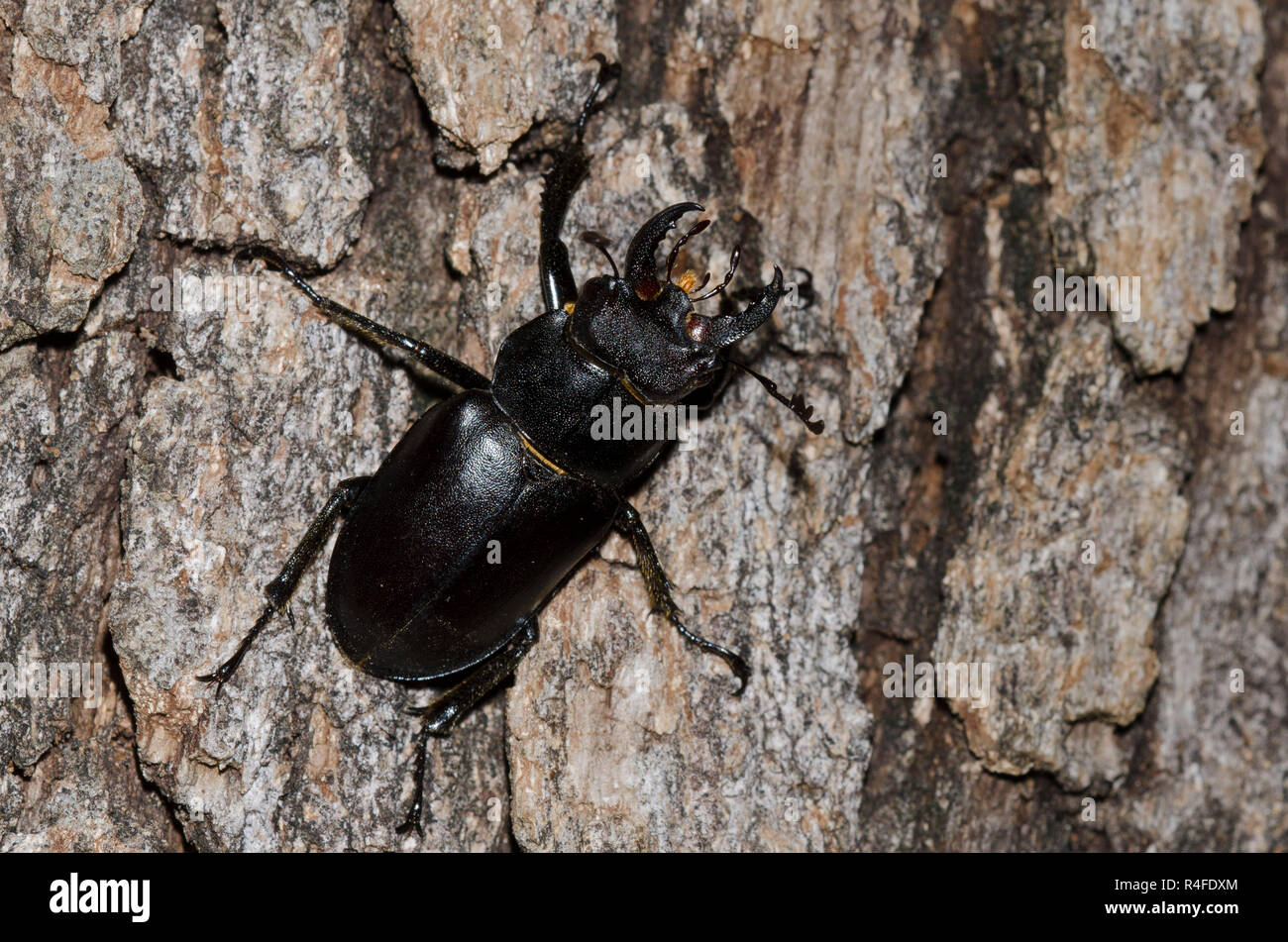 Stag Beetle Lucanus, Placide Banque D'Images