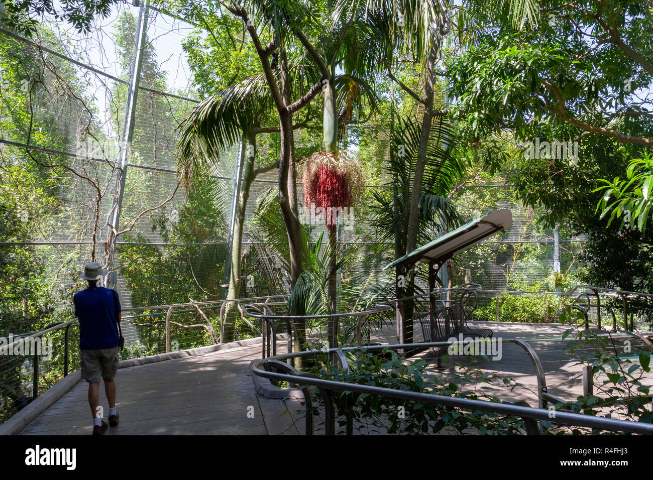 Vue générale à l'intérieur de la Volière Scripps, Zoo de San Diego, Californie, États-Unis. Banque D'Images