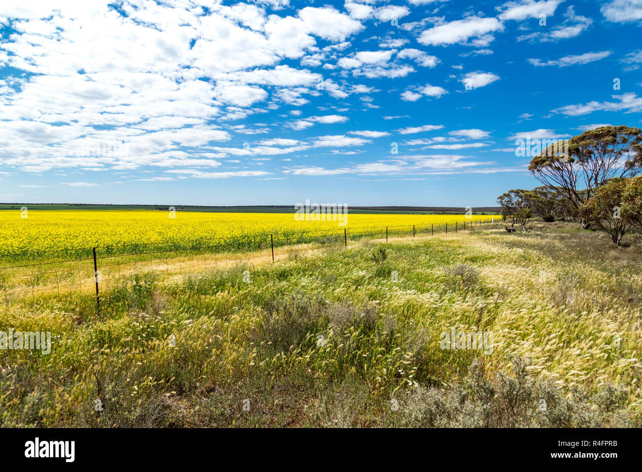 Des champs de colza dans le NSW Australie Banque D'Images