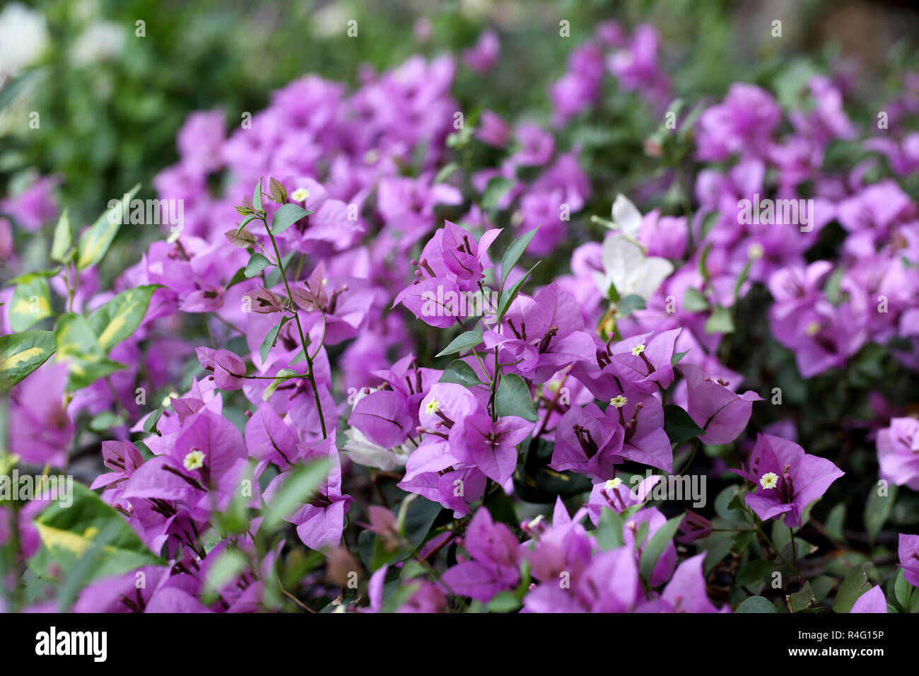 100 Graines Bougainvilliers Blancs – Fleurs Faciles à Cultiver | Plantes Grimpantes Pour Jardin & Balcon