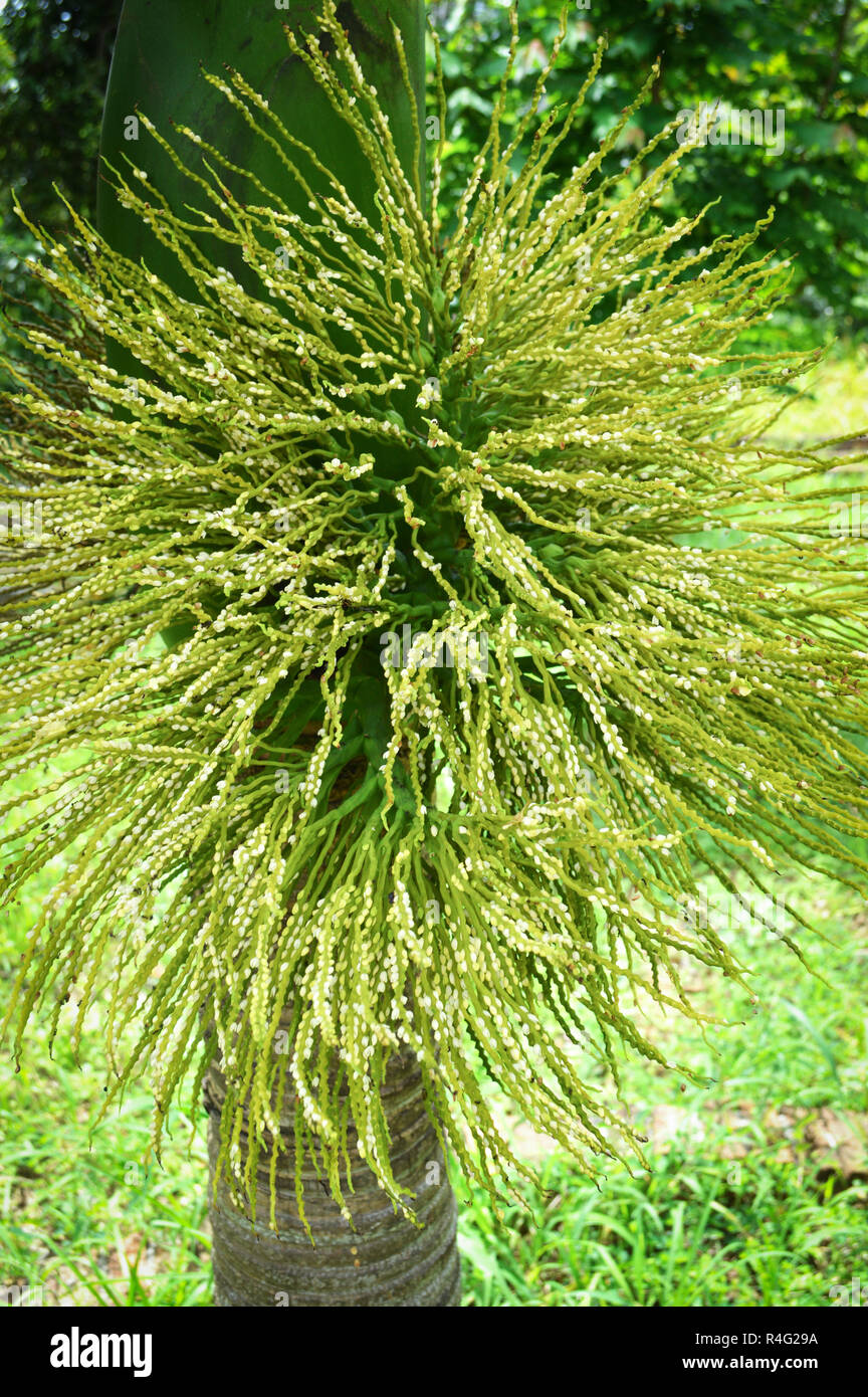 Petits fruits ou fleurs de dates sur palm arbre dans le green palm garden Banque D'Images
