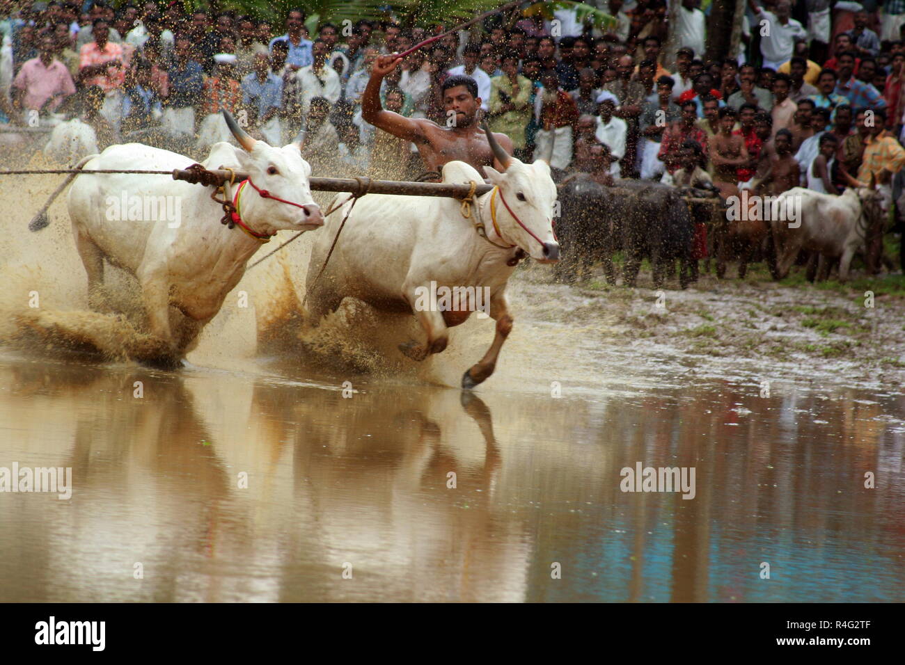 Maramadi bull racing Banque D'Images