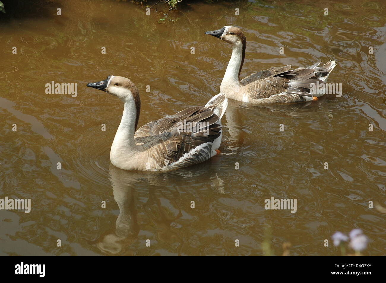 Beaux canards dans l'eau Banque D'Images