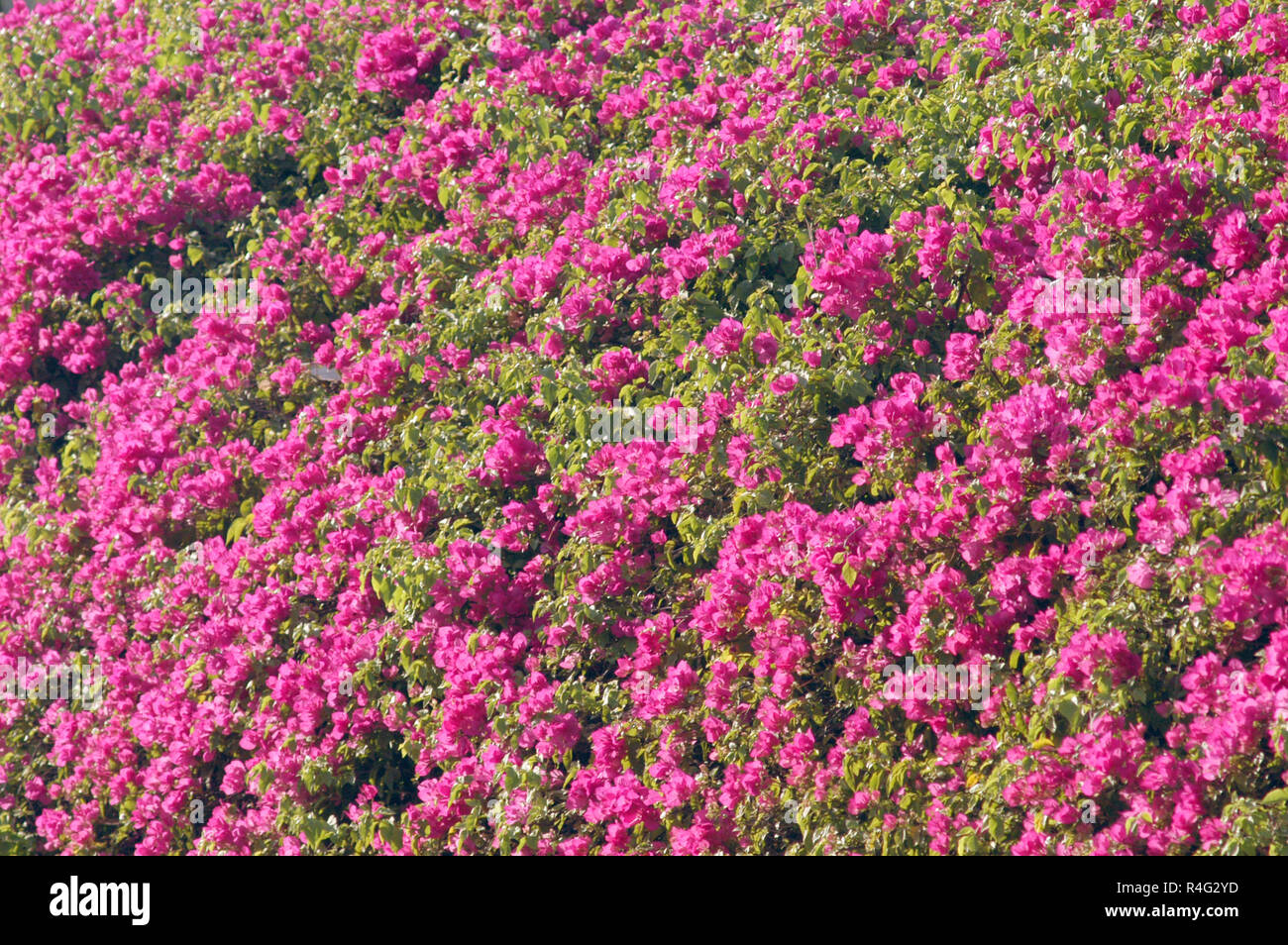 Bougainvilliers Banque D'Images