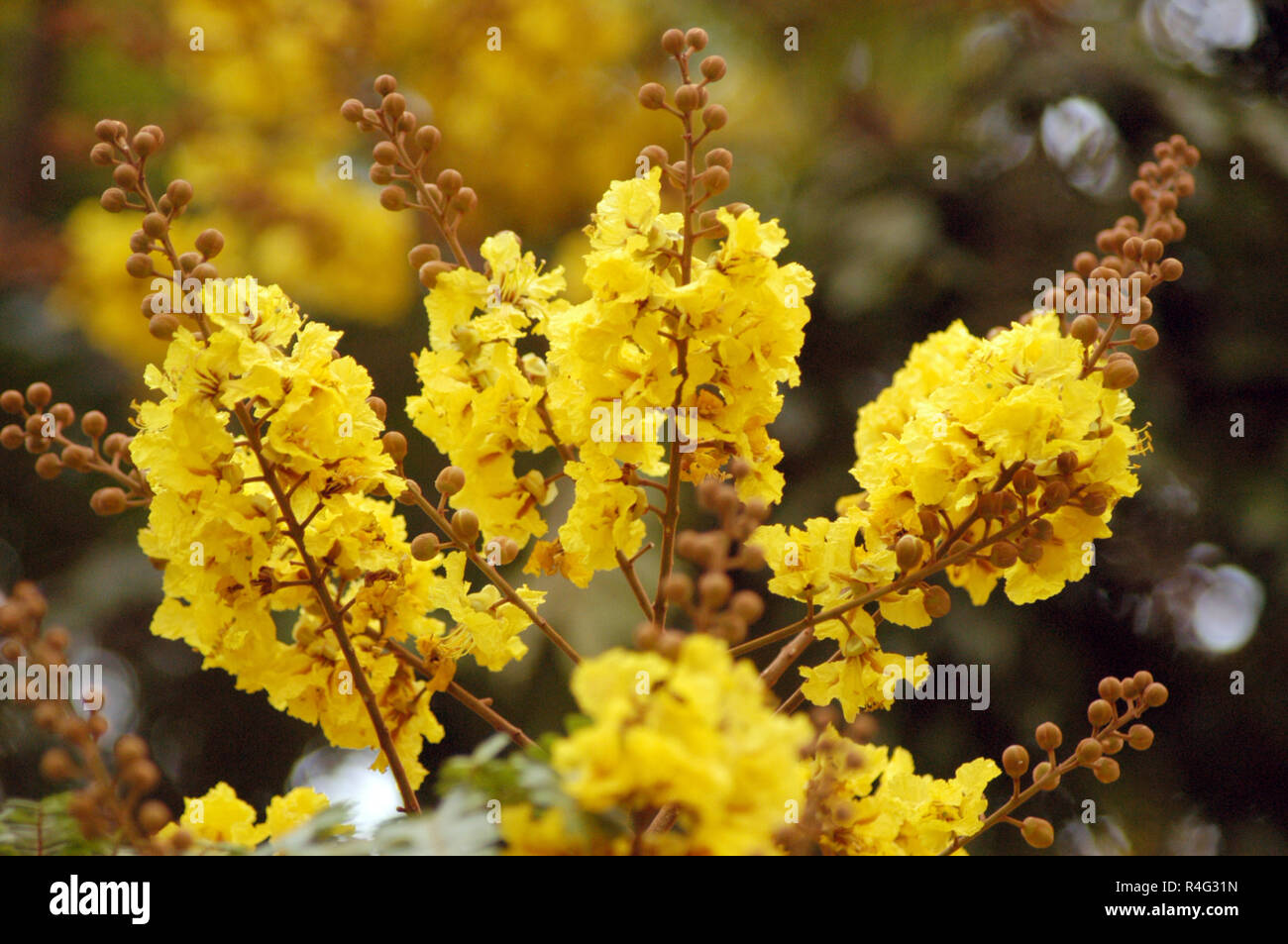 Plantes sauvages Banque D'Images