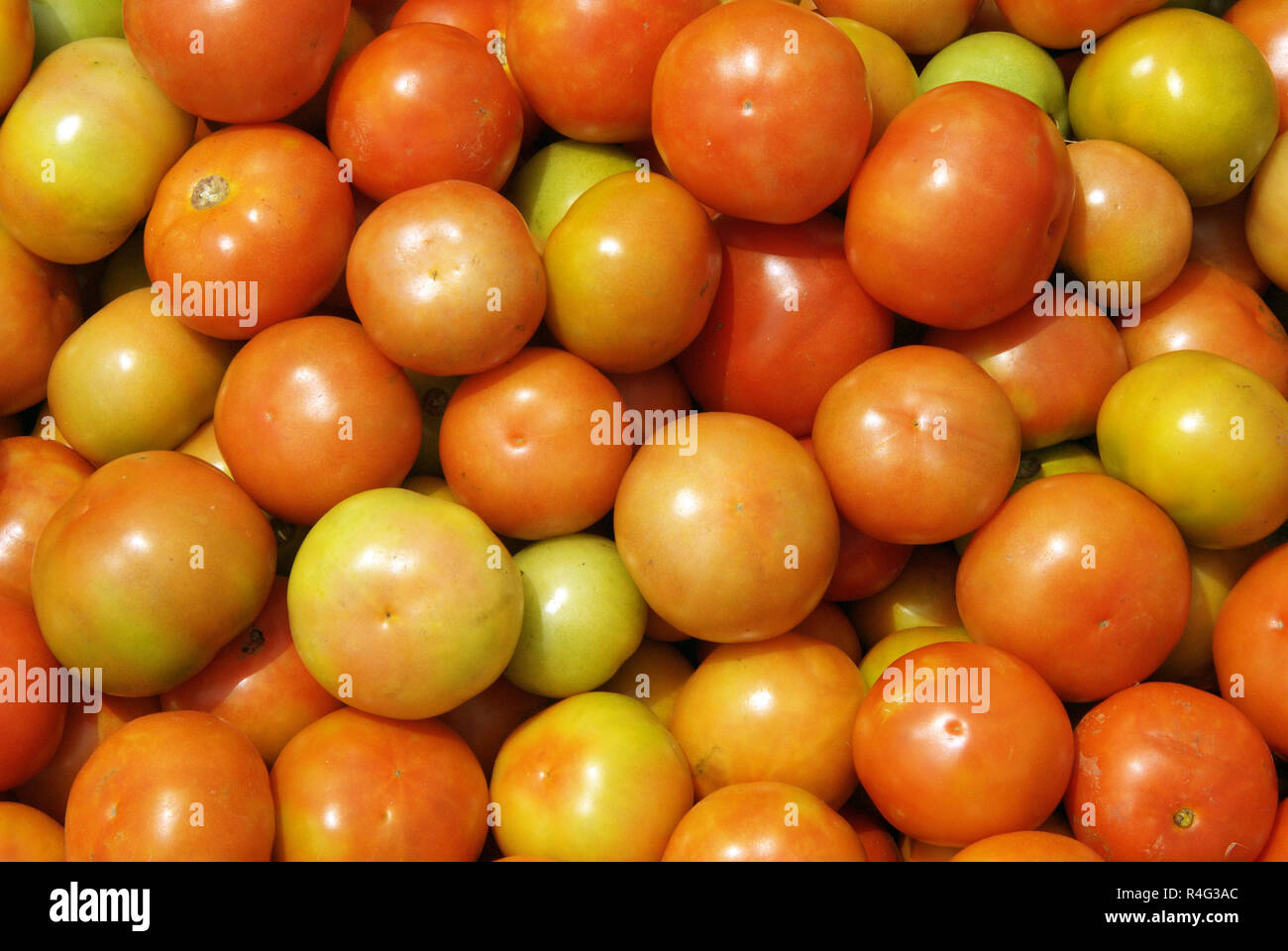 Tomates fraîches Banque D'Images