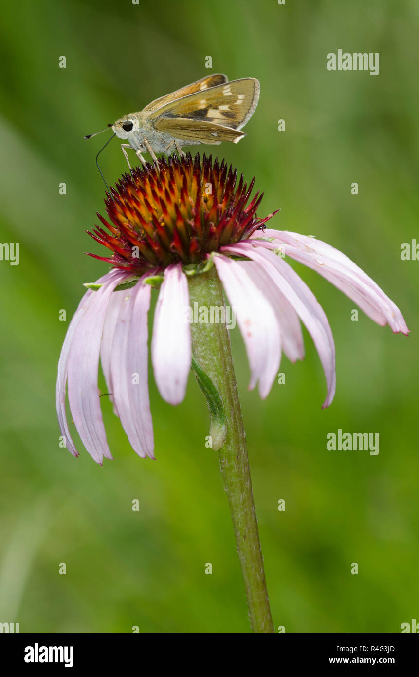 Skipper en pointillé, l'Hesperia attale, femelle sur l'échinacée, Echinacea angustifolia Banque D'Images