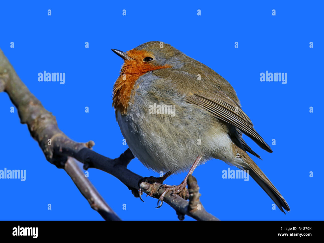 Erithacus rubecula aux abords sitting on branch Banque D'Images