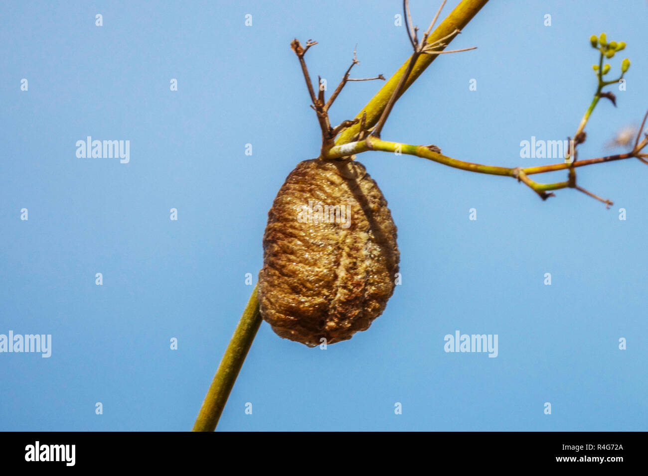 La mante religieuse, Ootheca - Cocoon attaché à direction générale. Le sud de l'Espagne Banque D'Images