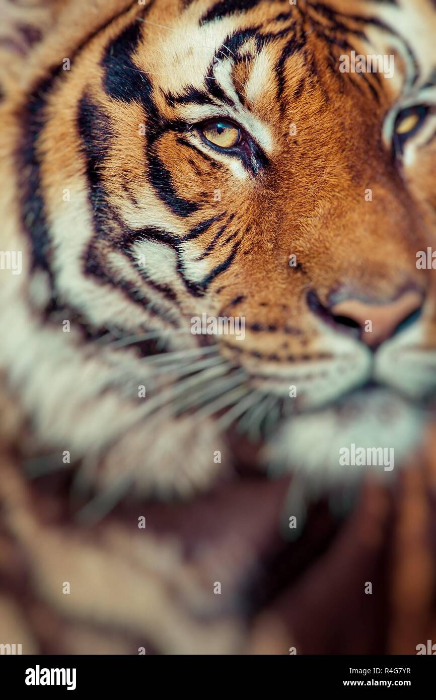 Close-up of a Tigers face.focus sélectif. Banque D'Images