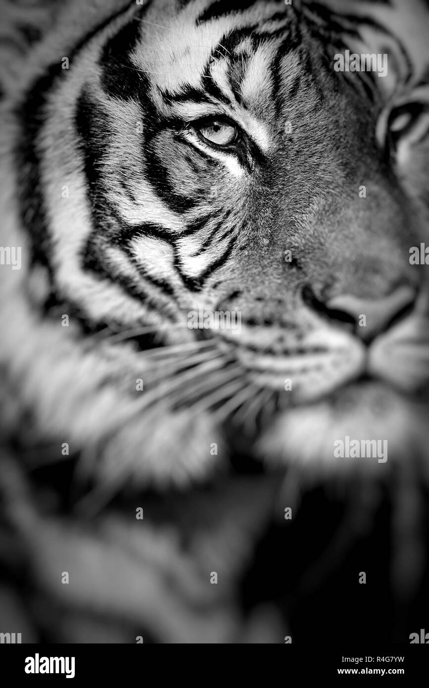 Close-up of a Tigers face.focus sélectif. Banque D'Images