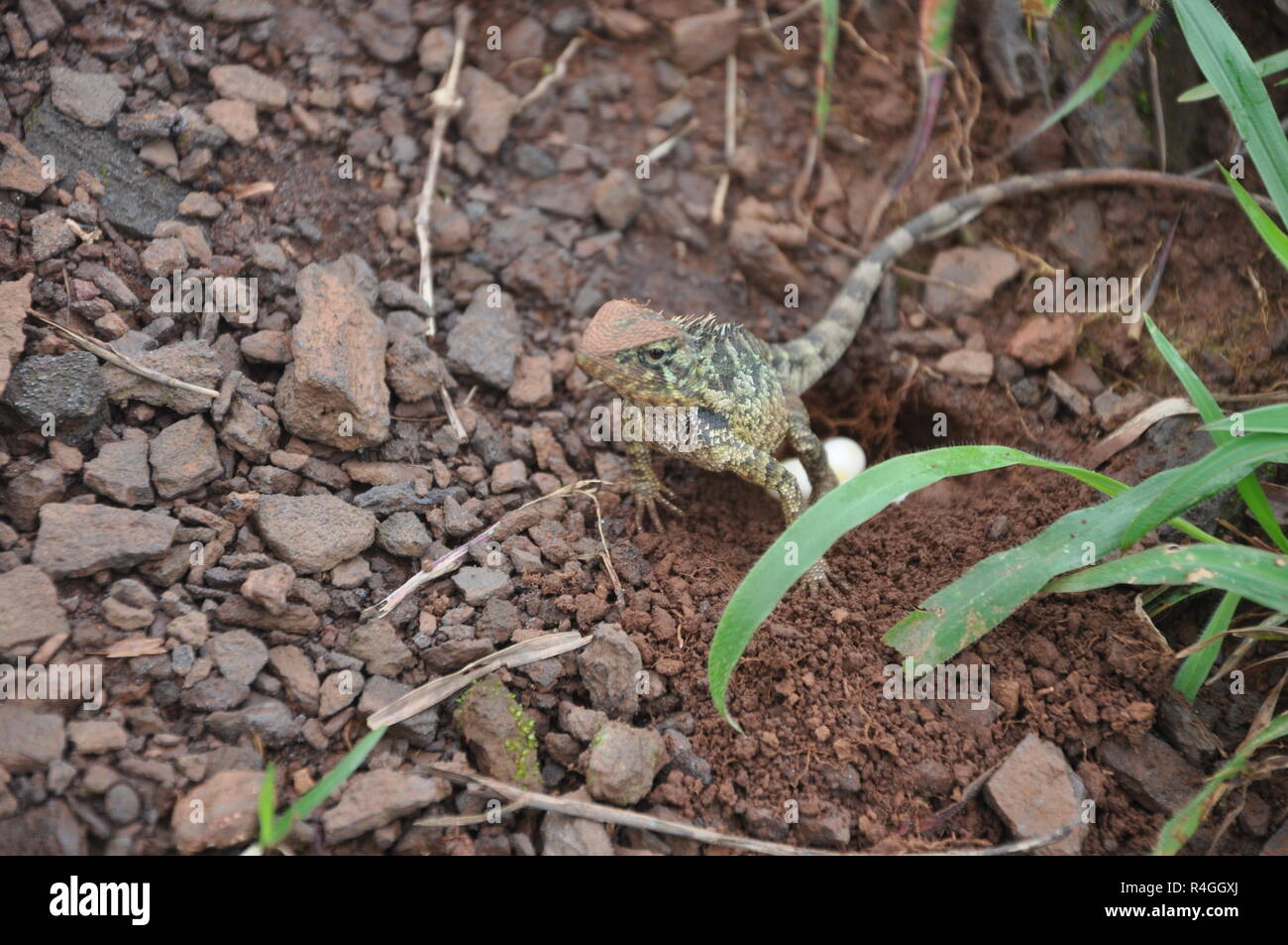 Eggs Lizard Eggs Banque d'image et photos Alamy — free download
