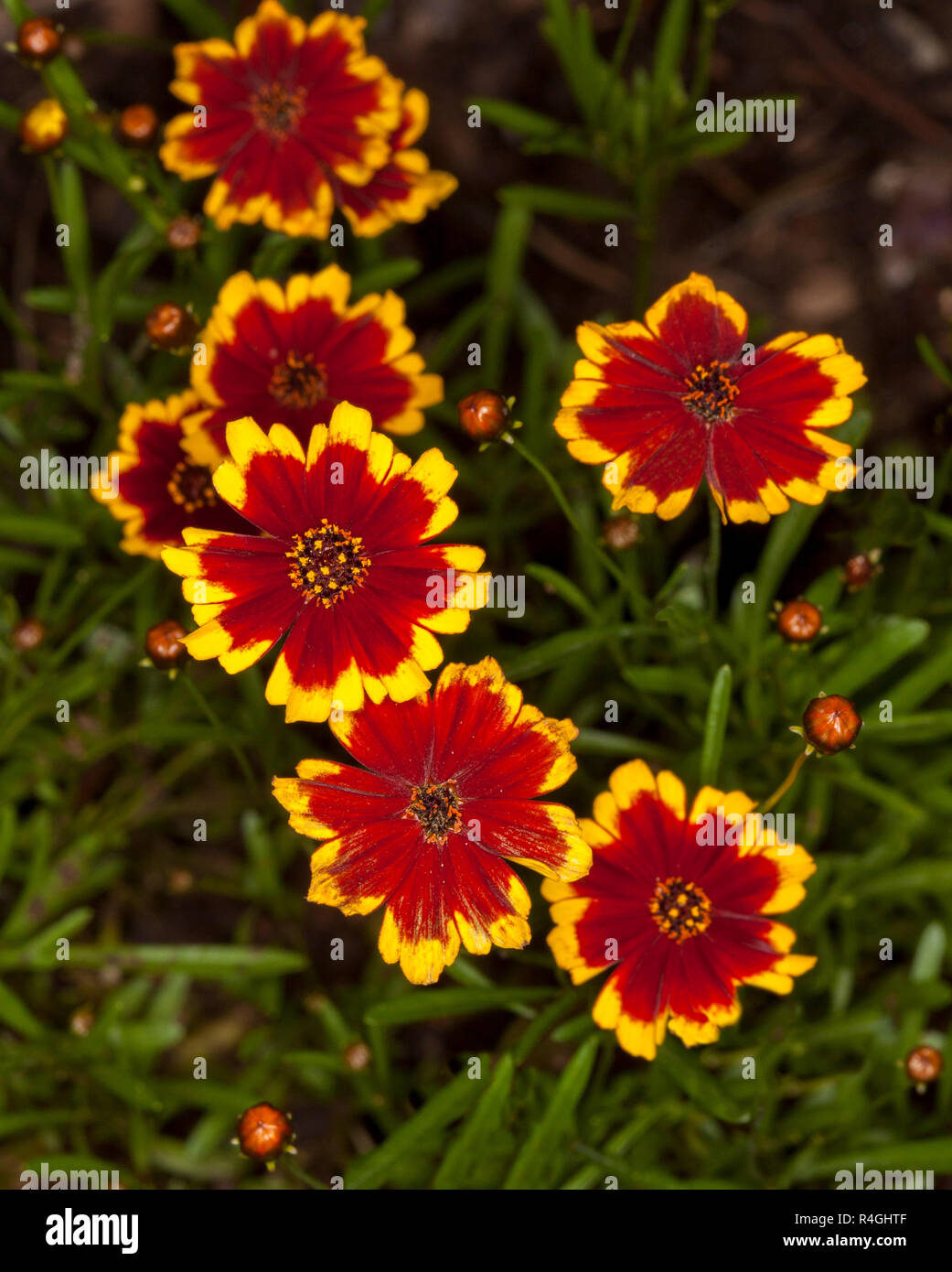 Grappe de fleurs Coreopsis inhabituelle, rouge foncé avec des pétales jaune doré à bord, contre les feuilles vert foncé de l'arrière-plan Banque D'Images