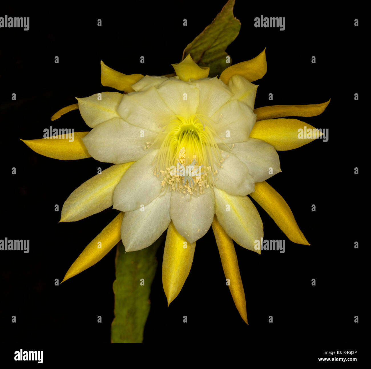 Grand et magnifique fleur jaune d'Epiphyllum 'Banane' va , cactus de Noël, sur fond noir Banque D'Images