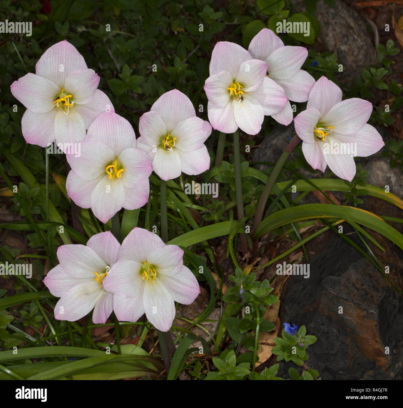 Grappe de belles fleurs rose pâle et blanc et vert feuilles de Habranthus robustus, pluie lily Banque D'Images