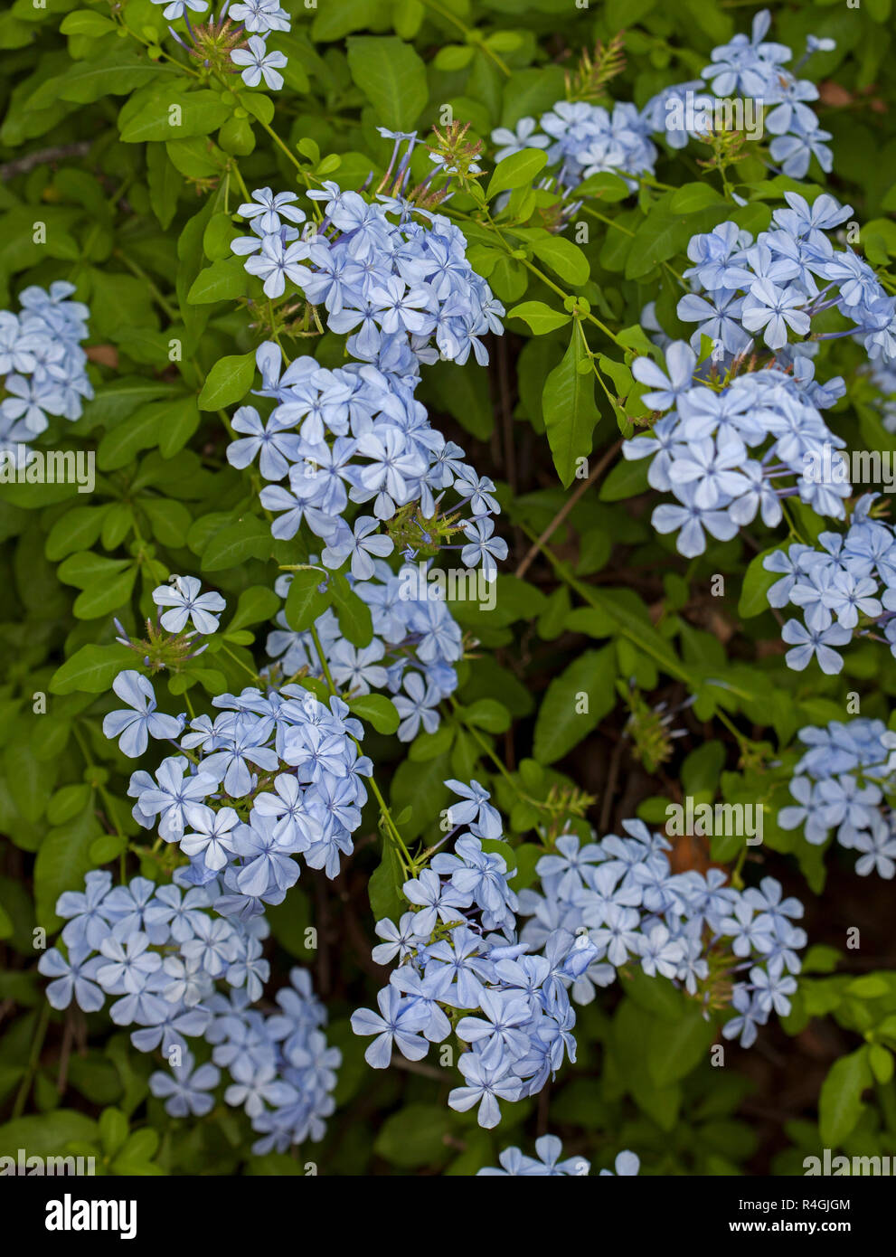 Arbuste, Plumbago auriculata, enveloppée avec des grappes de fleurs bleu et vert émeraude feuillage en Ile-de-France France Banque D'Images