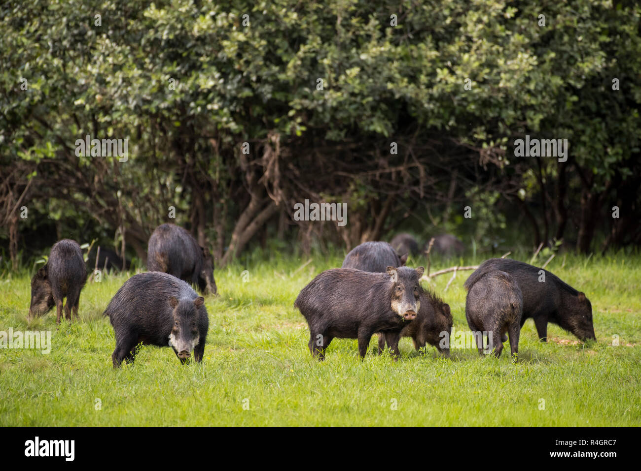 White-lipped peccarys (Tayassu pecari), Pantanal, Mato Grosso do Sul, Brésil Banque D'Images