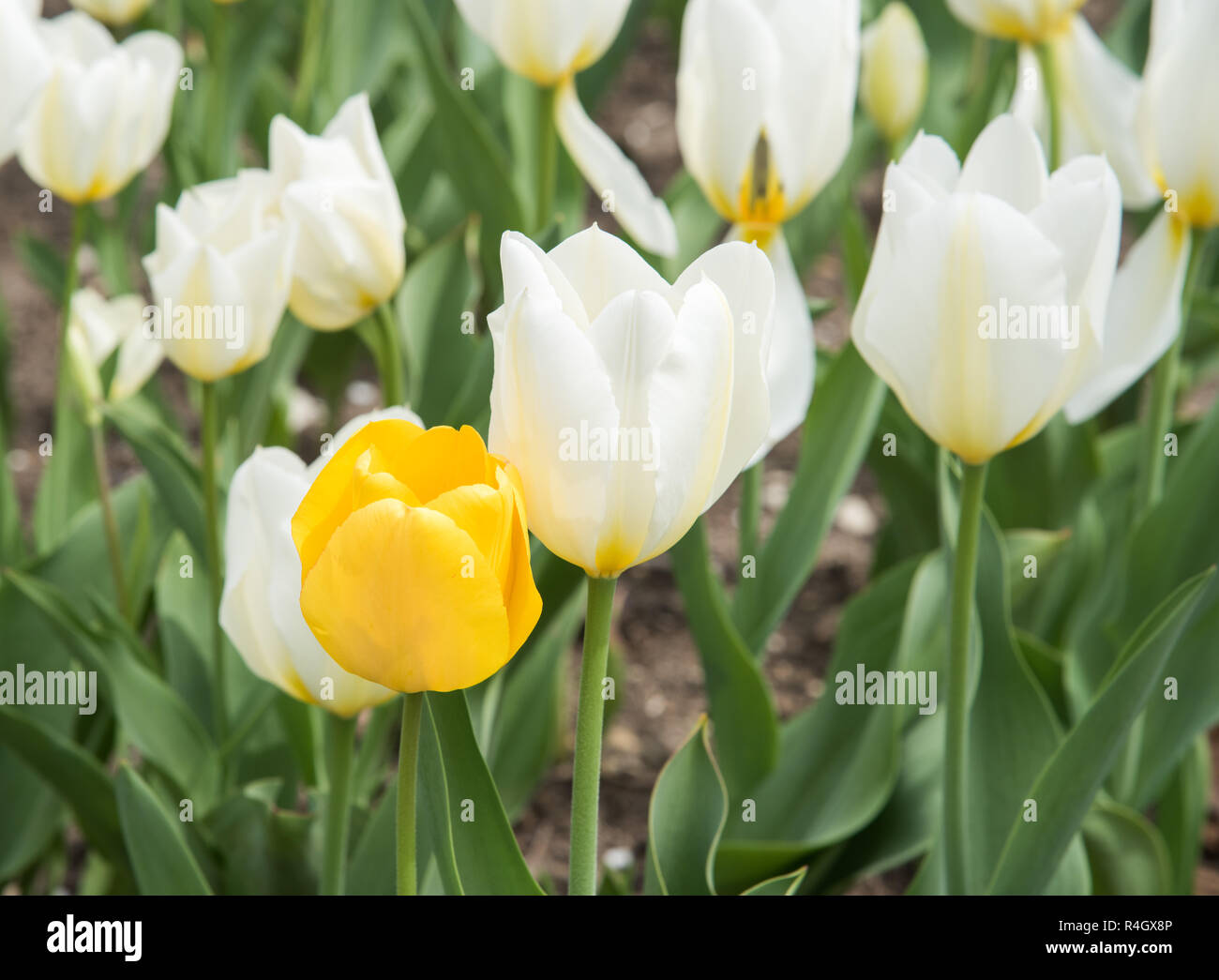 Une tulipe jaune de plus en plus parmi un groupe de tulipes blanches surtout dans un ​Outdoor jardin durant le printemps à Aurora, Illinois Banque D'Images