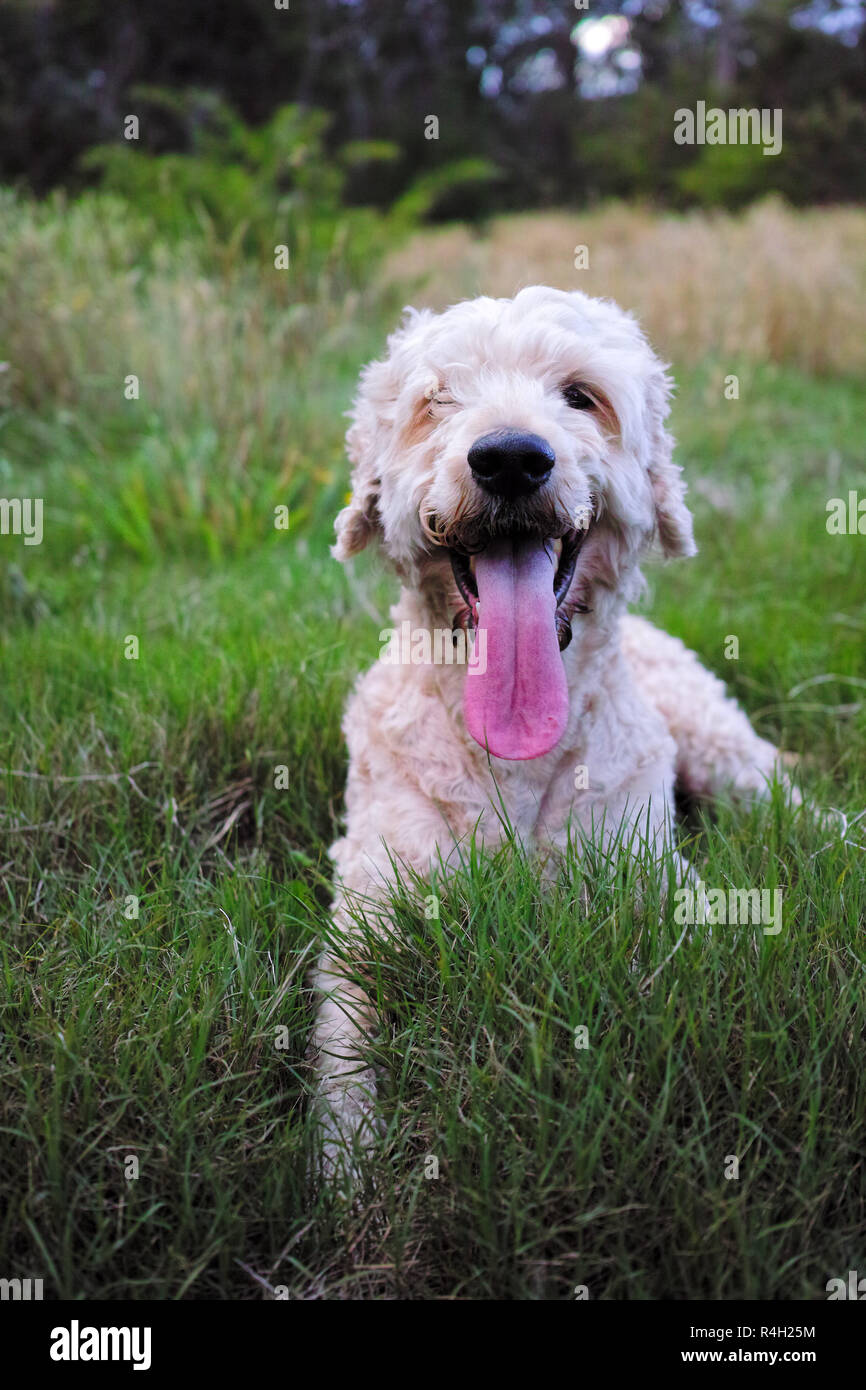 Chien heureux sourire sur le pré Banque D'Images