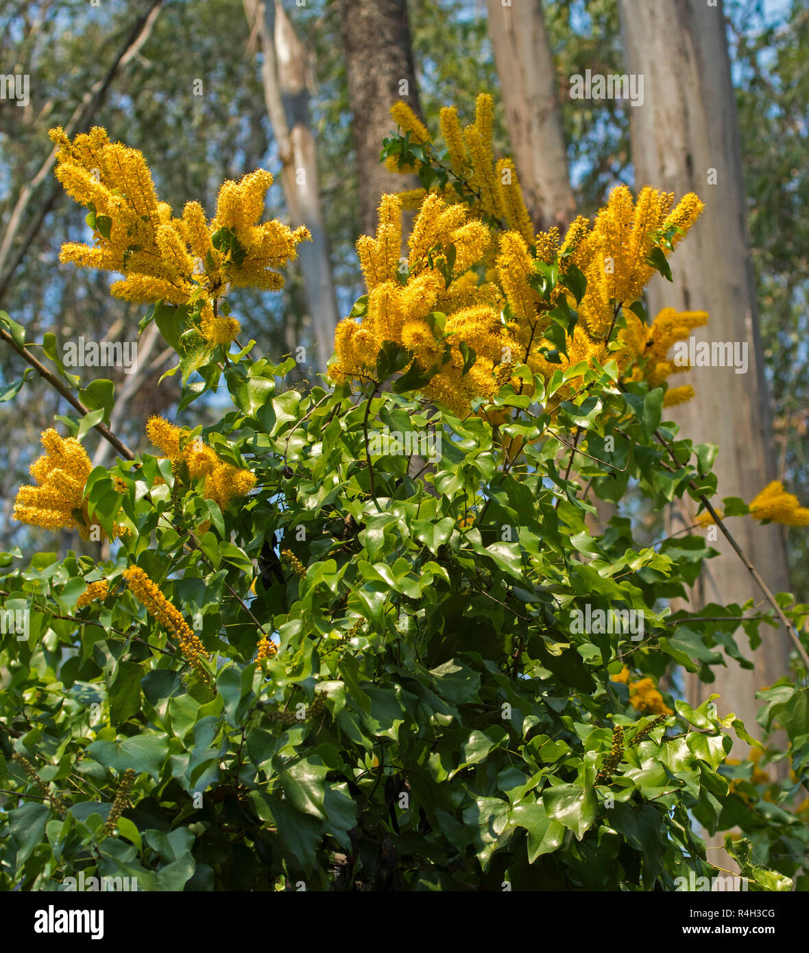 Des Grappes De Fleurs Jaune Or Et Vert Clair Feuilles En