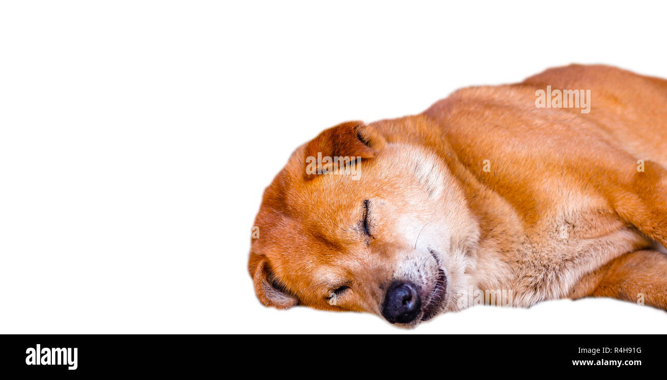 Big brown chien dormir sur fond blanc isolé Banque D'Images