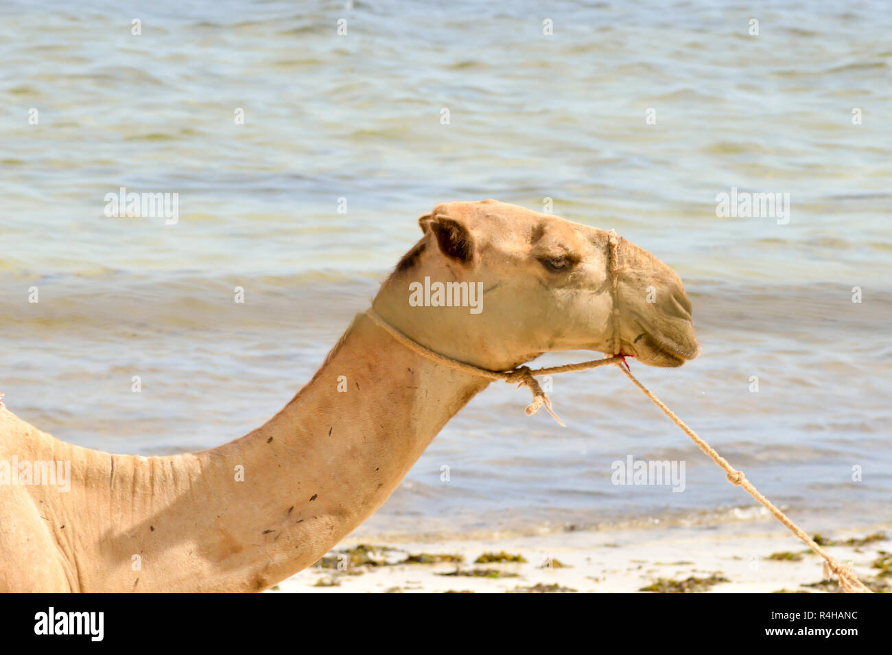 Chef d'un dromadaire avec l'océan en arrière-plan sur la plage de Bamburi au Kenya Banque D'Images