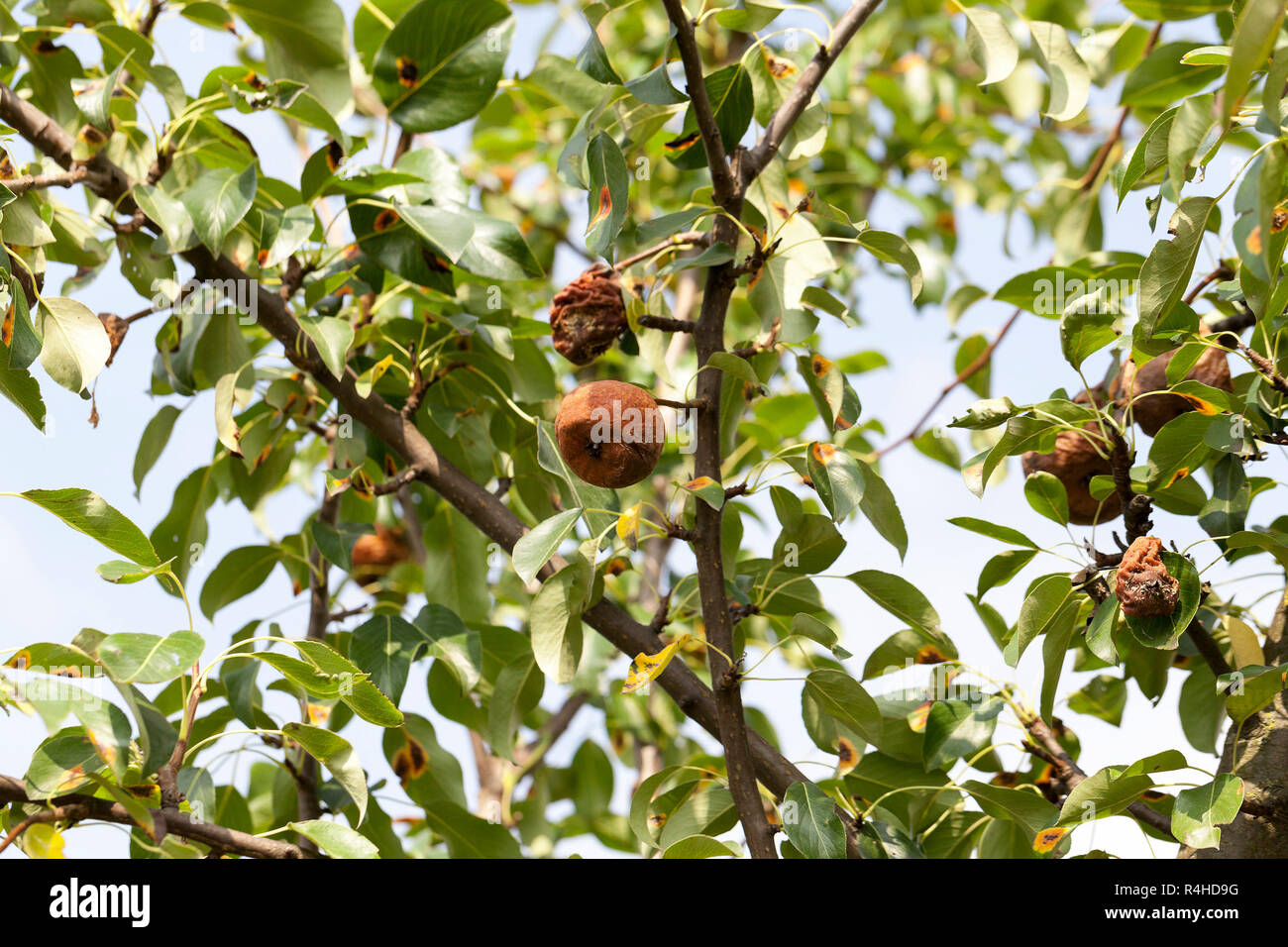 Poire pourri sur l'arbre Banque D'Images