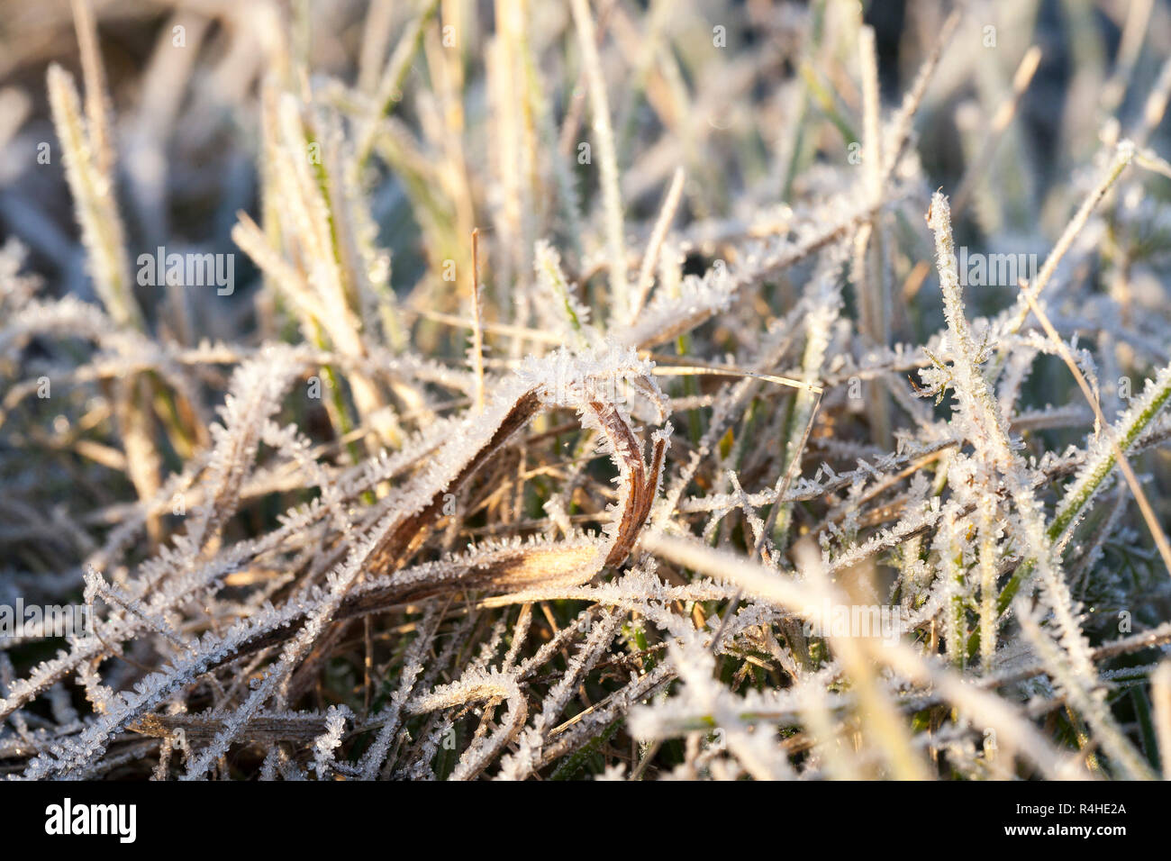 L'herbe verte dans le froid Banque D'Images