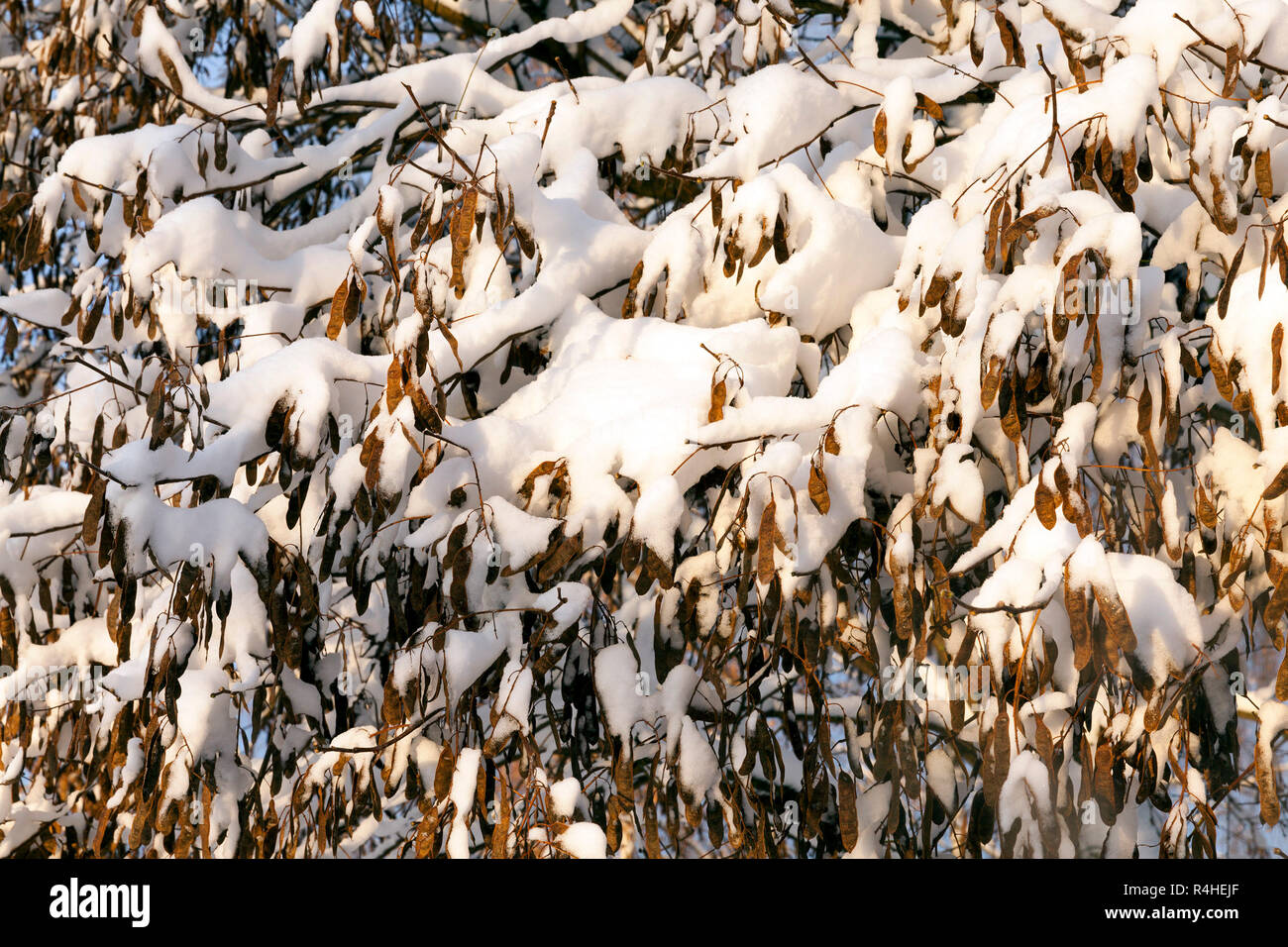 Arbres sous la neige Banque D'Images