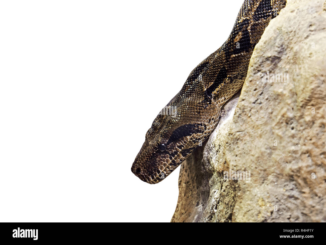 Boa Constrictor Gros plan sur le rocher isolé sur fond blanc avec chemin de détourage et Copy Space Banque D'Images