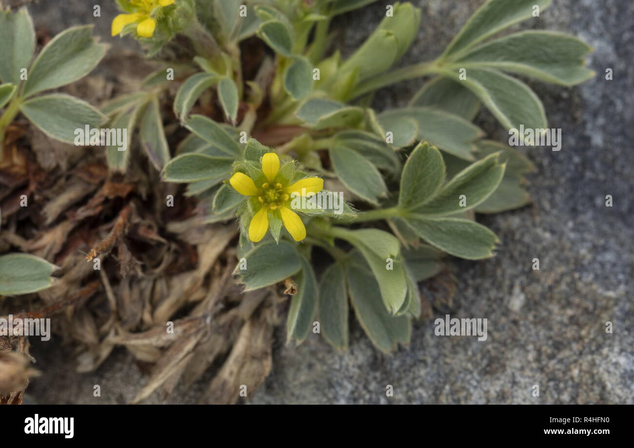 Sibbaldia Sibbaldia procumbens rampante, en fleurs à haute altitude dans les Alpes françaises. Banque D'Images