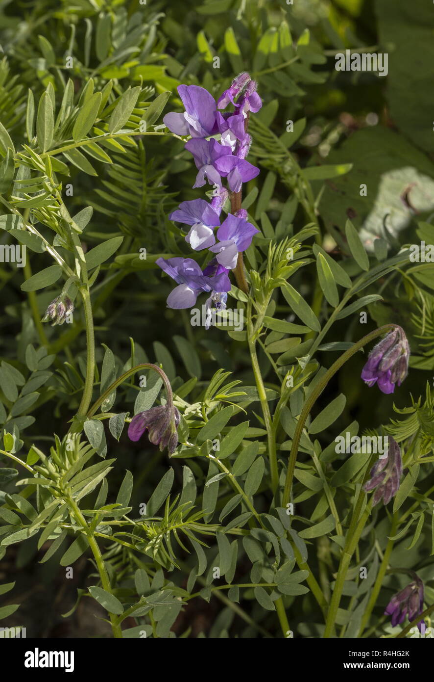 La vesce fourragère, Vicia villosa ssp. villosa, en fleurs, alpes françaises. Banque D'Images