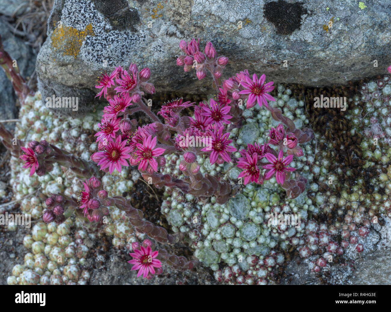 Cobweb chambre-poireau, Sempervivum arachnoideum, en fleurs dans les Alpes italiennes. Banque D'Images