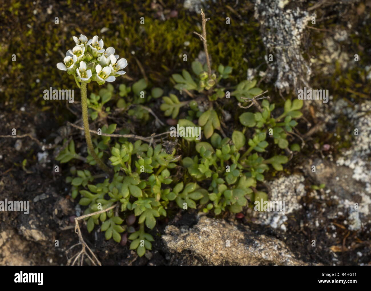 Cresson des Chamois, Hornungia alpina, en fleurs haut dans les Alpes suisses. Banque D'Images