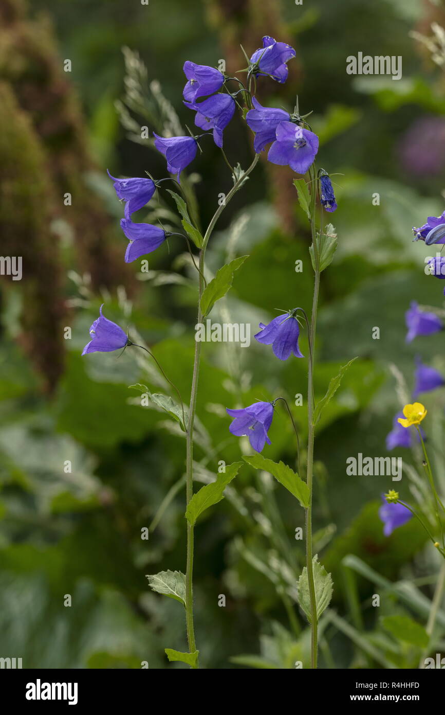 Bellflower, Campanula rhomboidalis diamant, en fleurs, Alpes Françaises. Banque D'Images